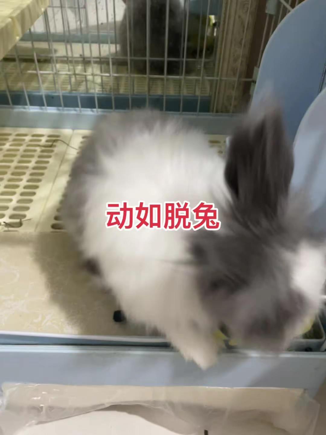 萌宠小可爱