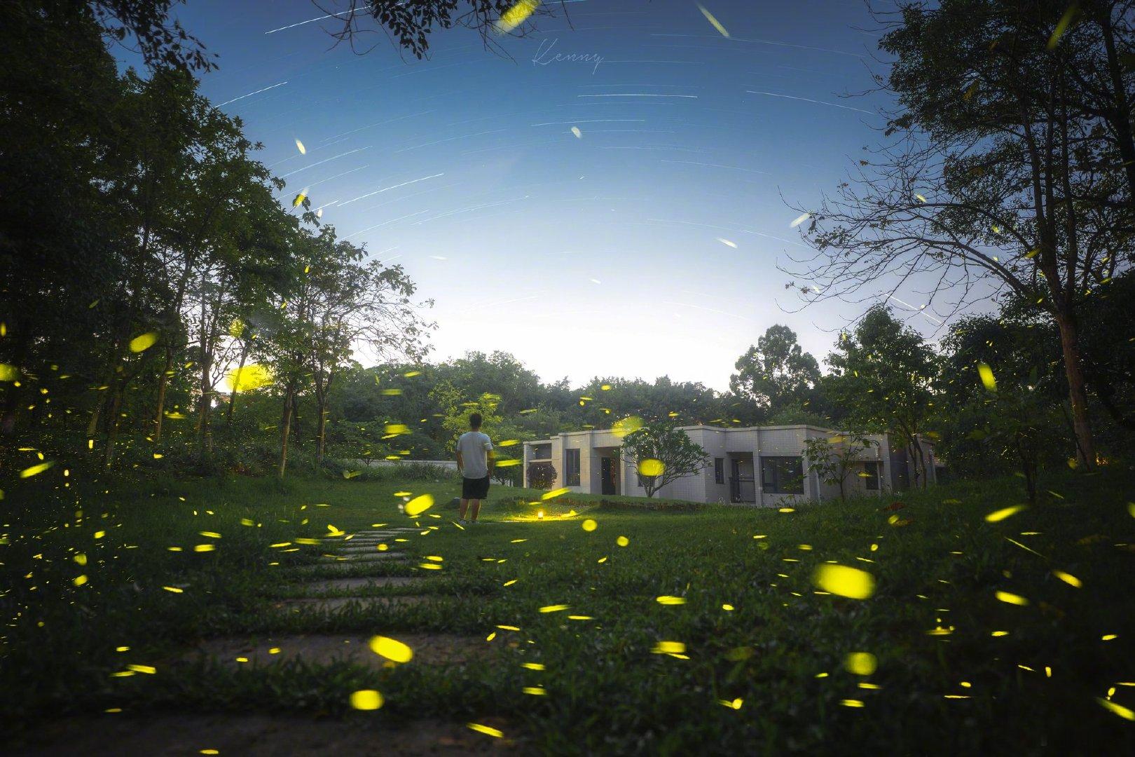 五月的郊野，萤火虫把林间点成了星河的镜像。它们以黄绿的微光在草木间穿行，随意而不