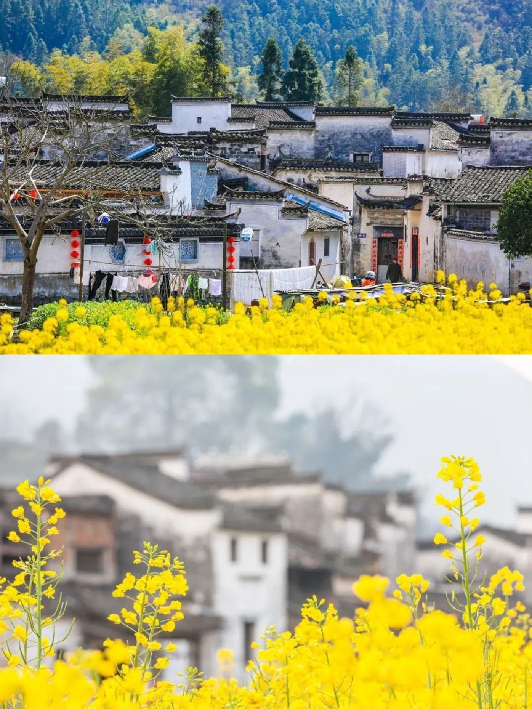 再过半个月，婺源的10万亩油菜花开！