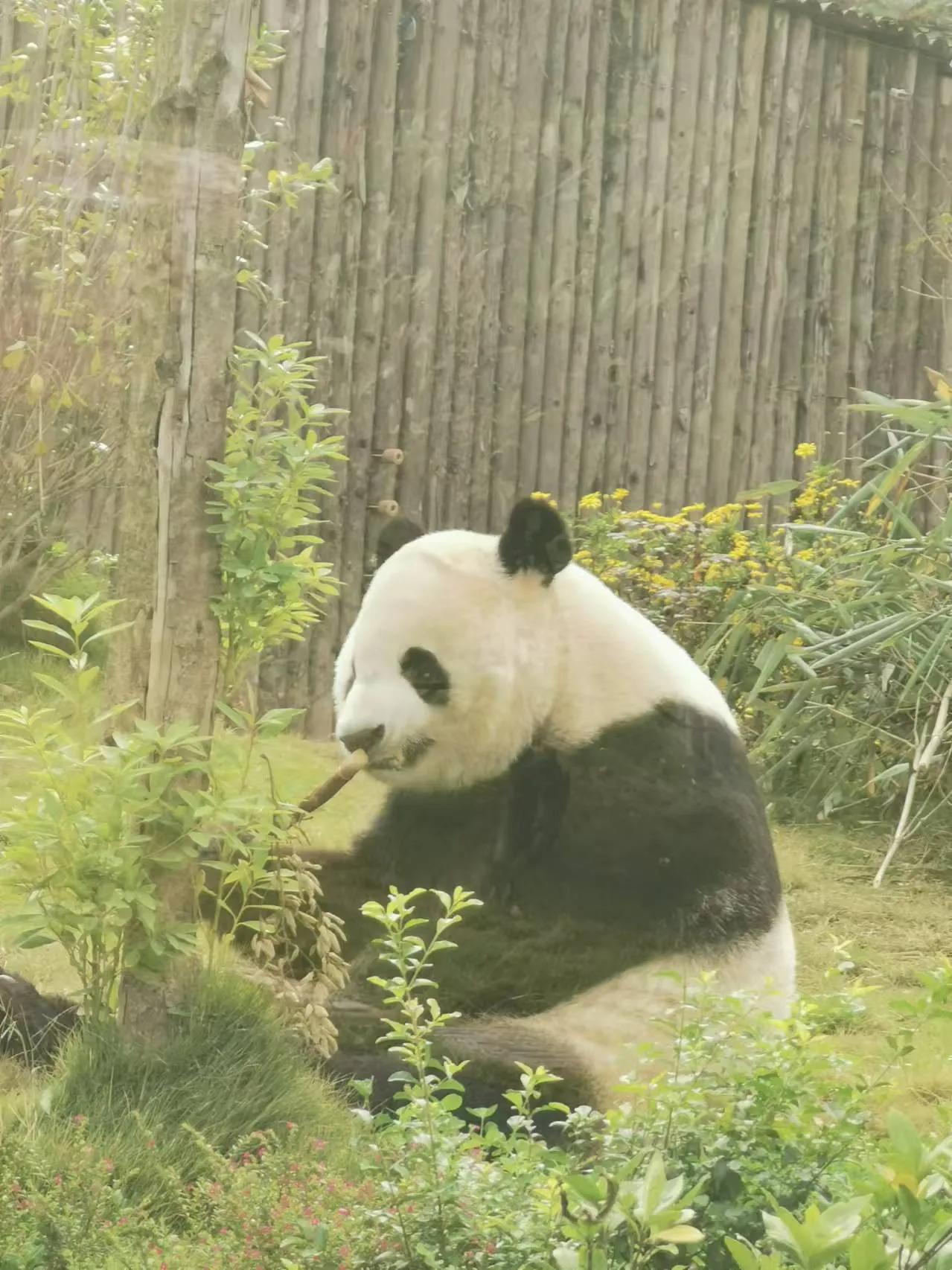 福宝迎春归，展新姿彩飞：愿你在3月25日的展出中，如同春日里绽放花朵，以全新的姿