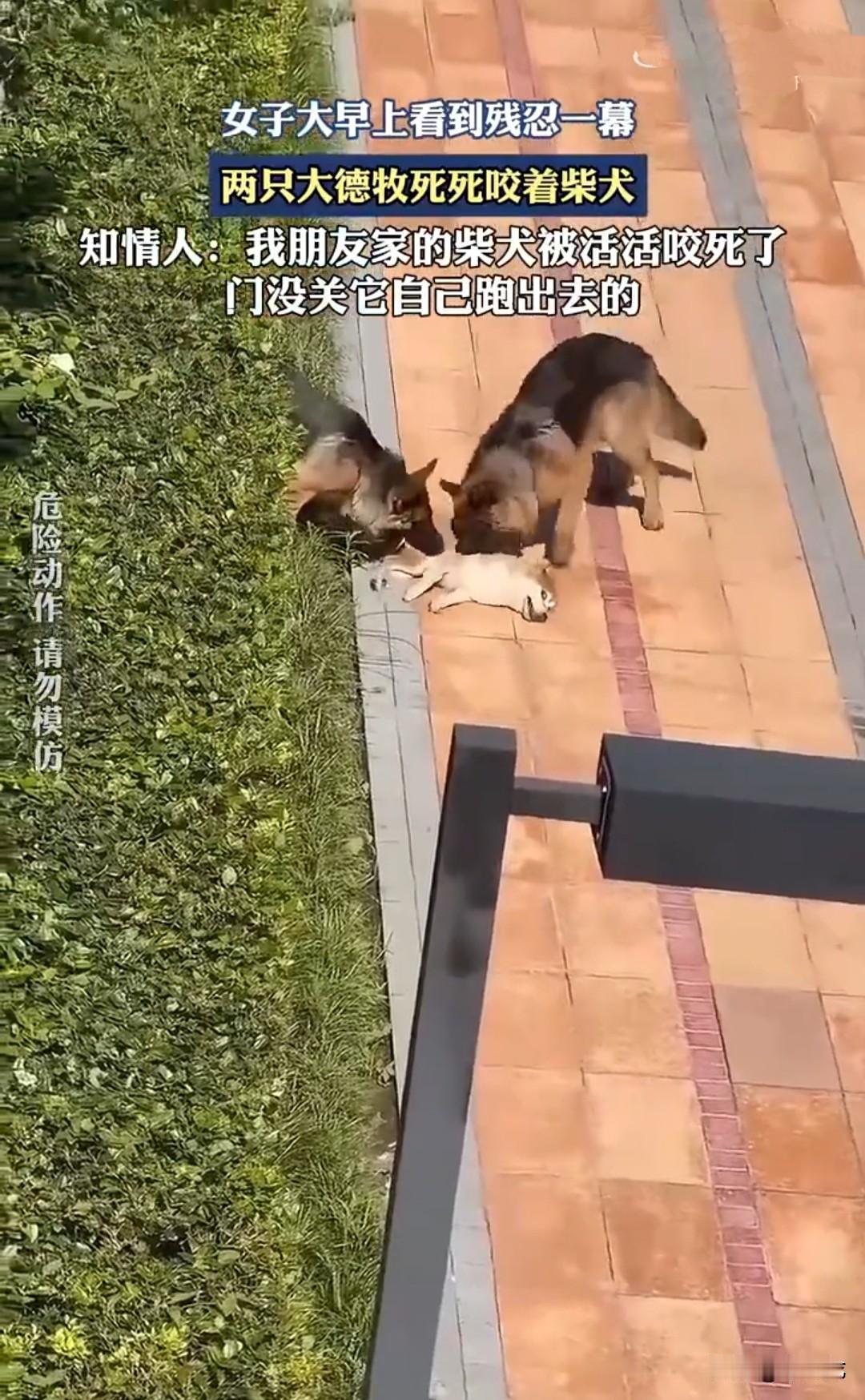 贵州万科花城小区，孟女士养了7年的柴犬，被两只没有拴绳的大型德牧活活咬死。
视频