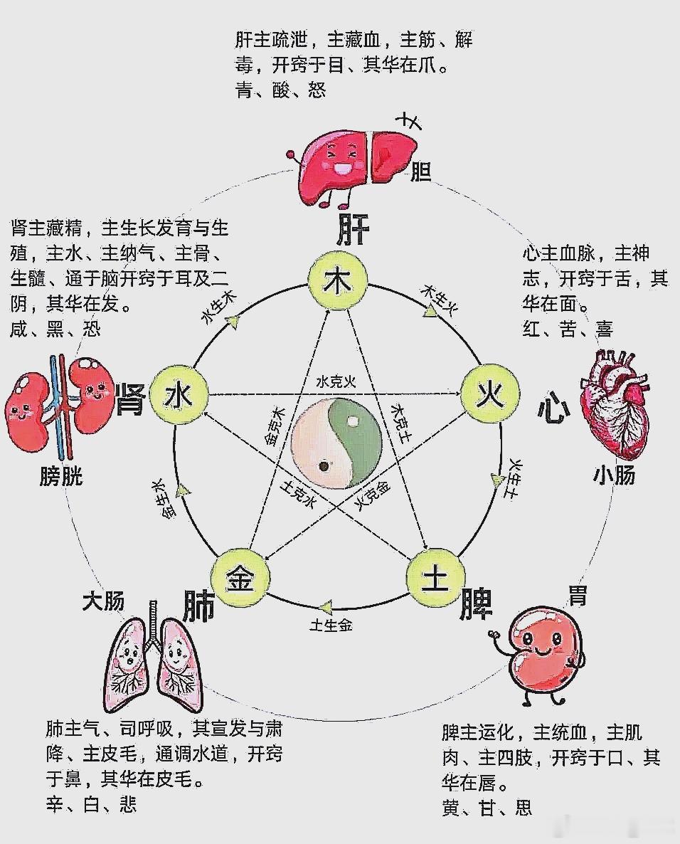 中医古籍「表里」分层逻辑笔记很多人直观把表里理解成皮肤=表、脏腑=里，是极浅层的
