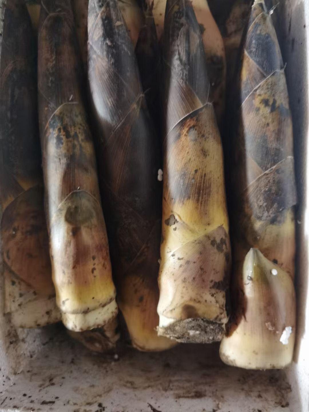 故乡春天最常吃的四种笋，您认识么？
​燕笋，紫袍笋。燕子南飞，春雨破土，笋中味道