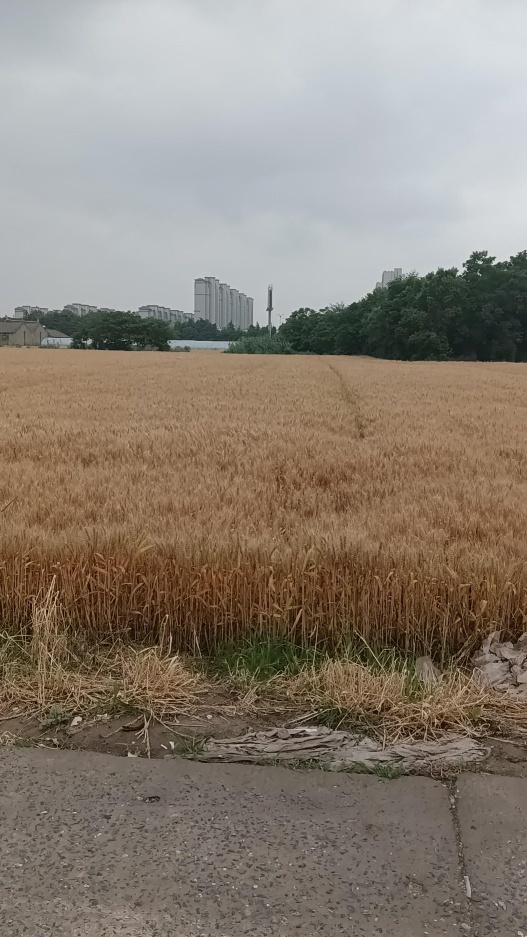 《风吹麦浪》……

远处蔚蓝天空下
涌动着金色的麦浪
就在那里曾是你和我
爱过的
