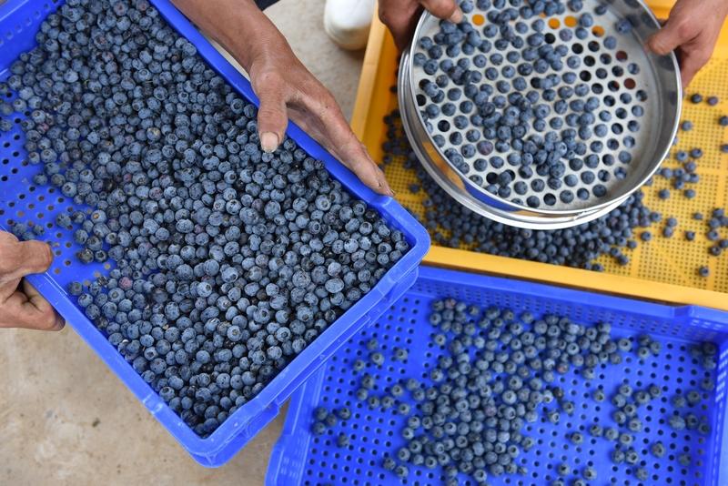 年节快到了，水果市场热闹起来。车厘子和蓝莓这俩曾经的“水果贵族”，价格大跳水，迎