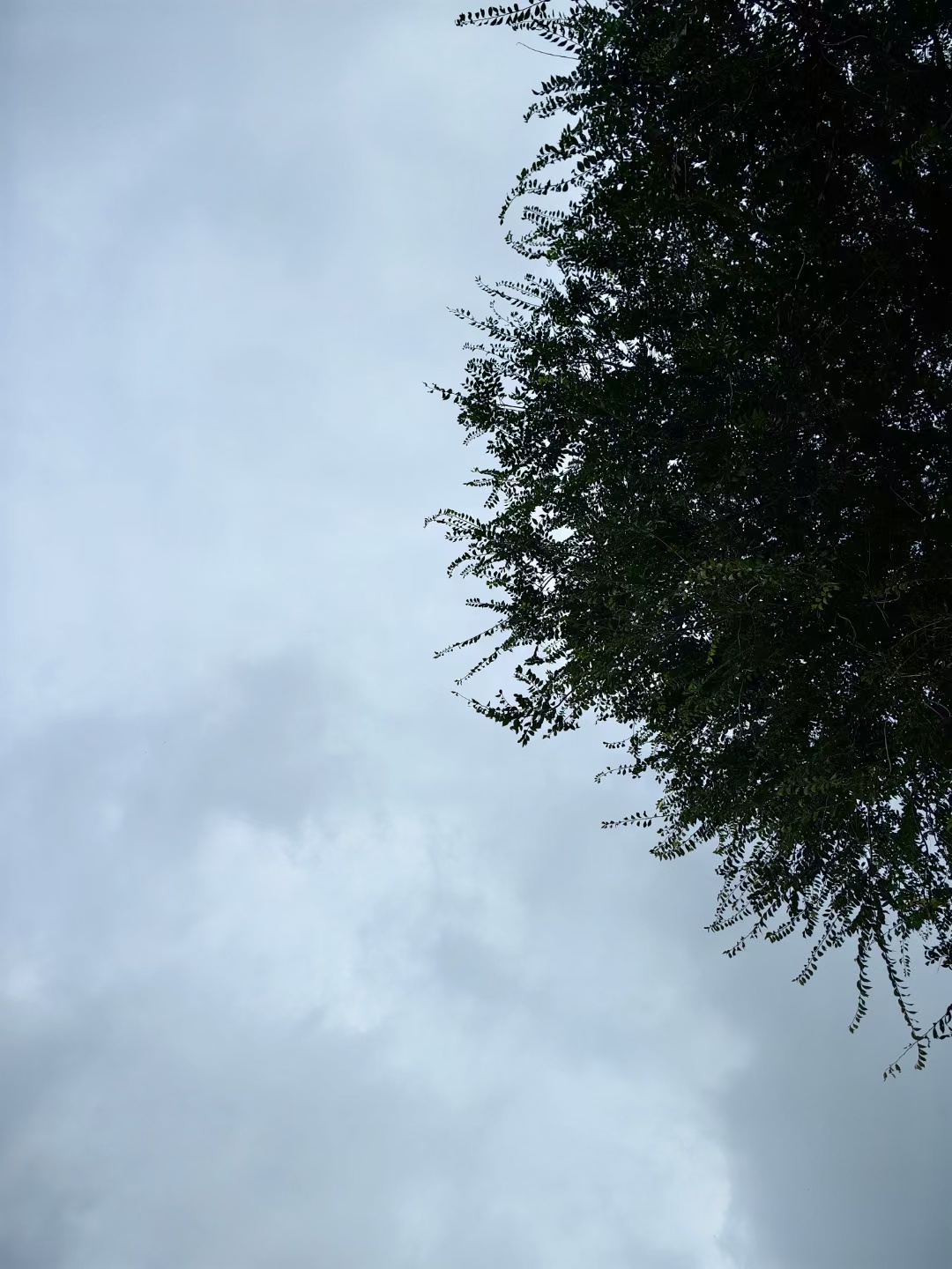两天抢收，翠香猕猴桃的大问题解决了，虽然今天下午下雨，明天后天也都有雨，翠香猕猴