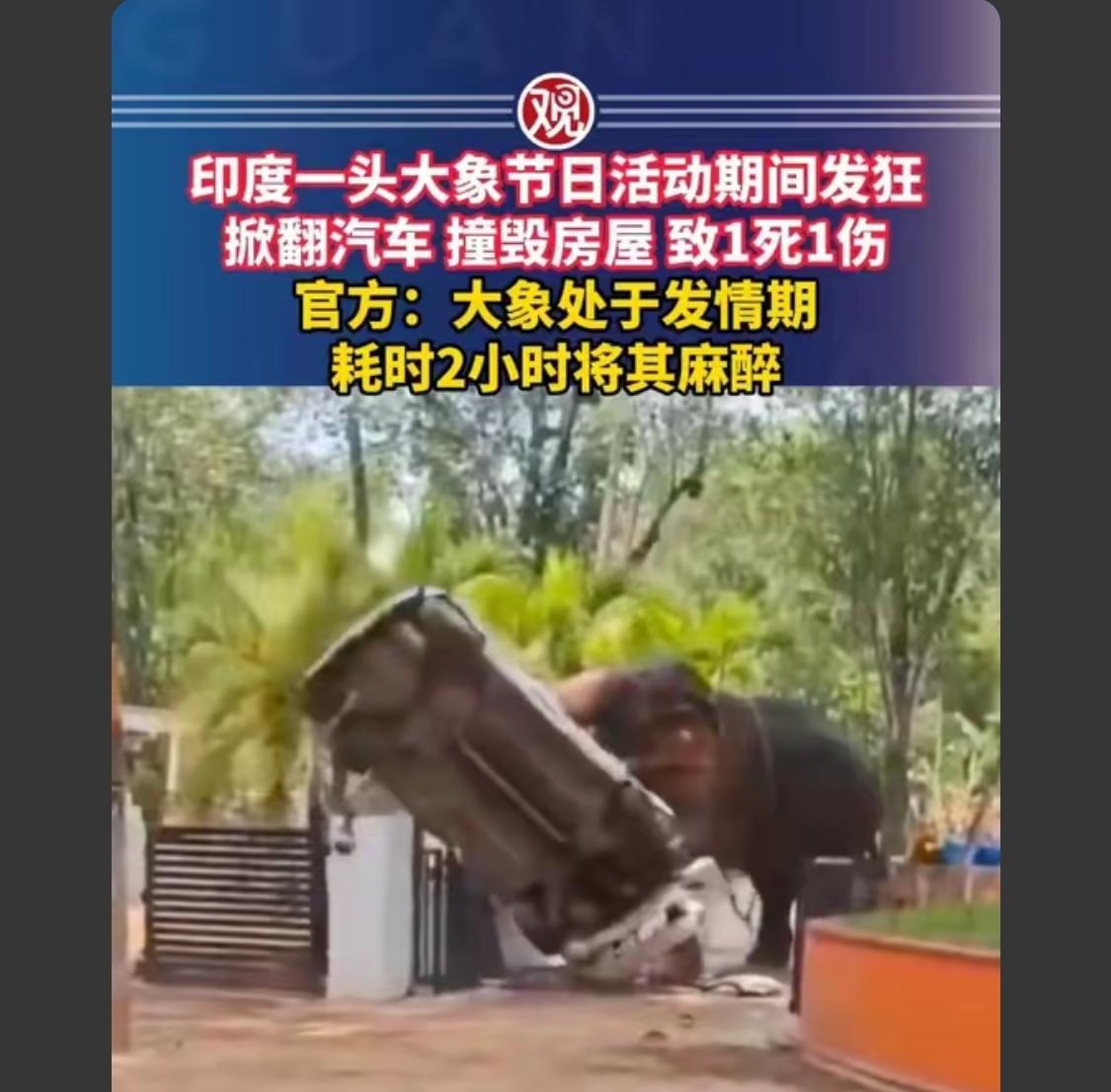 有人跟我抬杠，说你不动大象，它会伤你？而且他说的是野生大象[捂脸]，不是动物园的