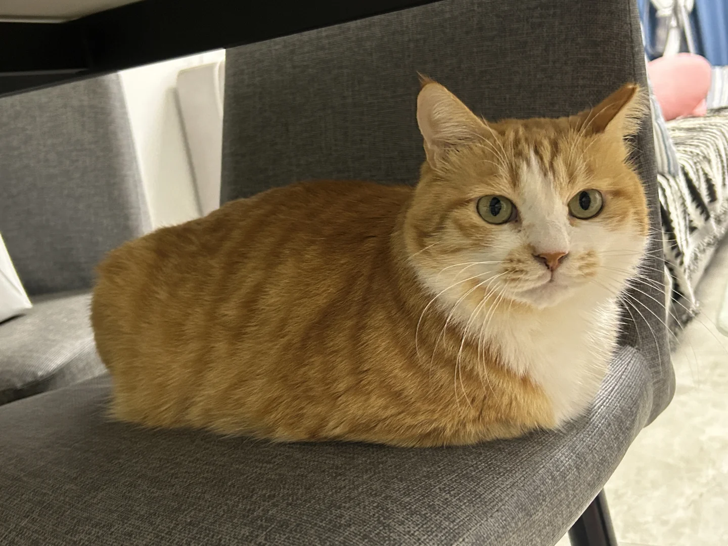 无脚猫出没请注意