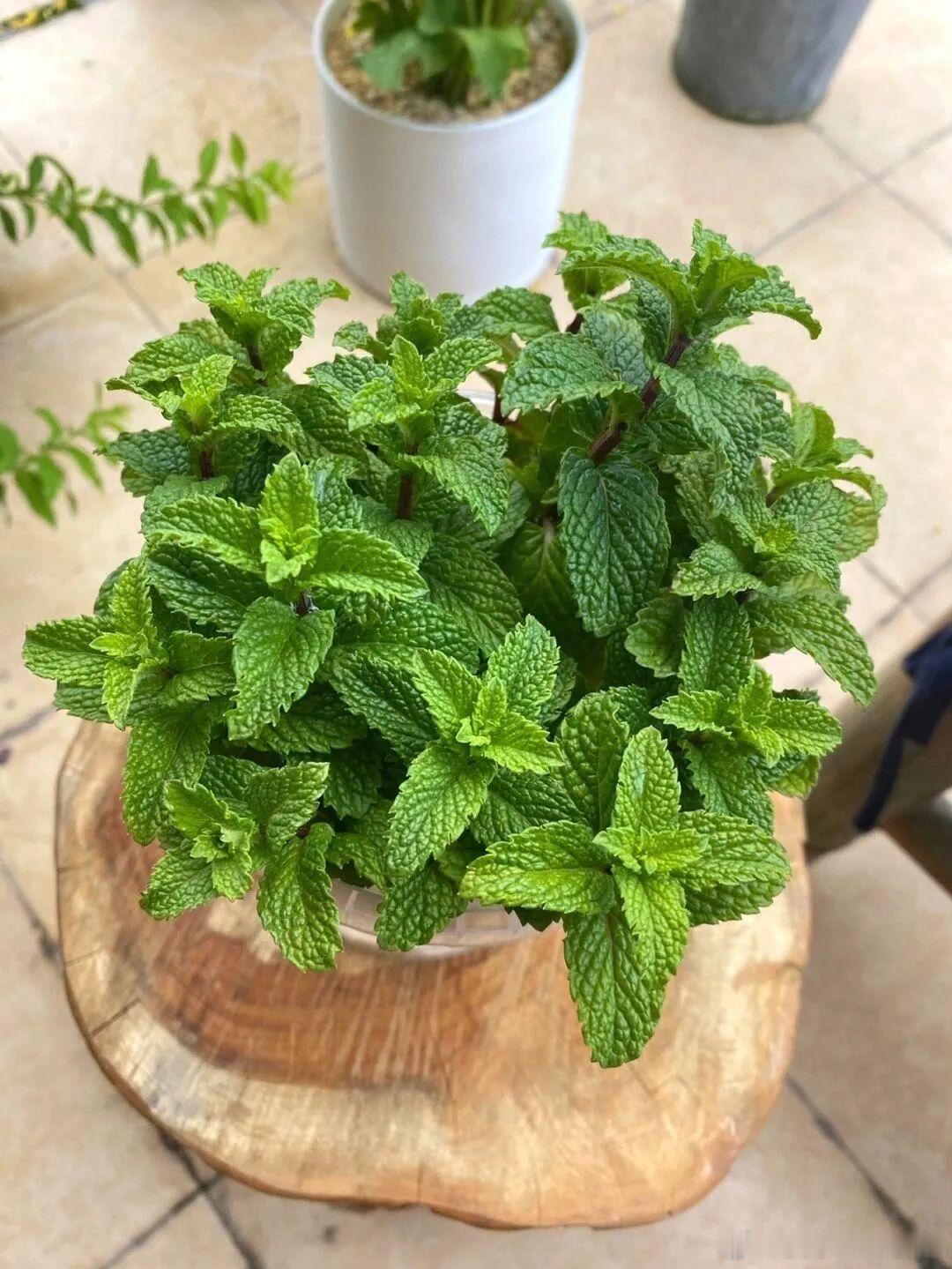今天分享下薄荷种植方法1、薄荷需要大太阳很多朋友怕薄荷的叶子晒到了，晒伤了，实际
