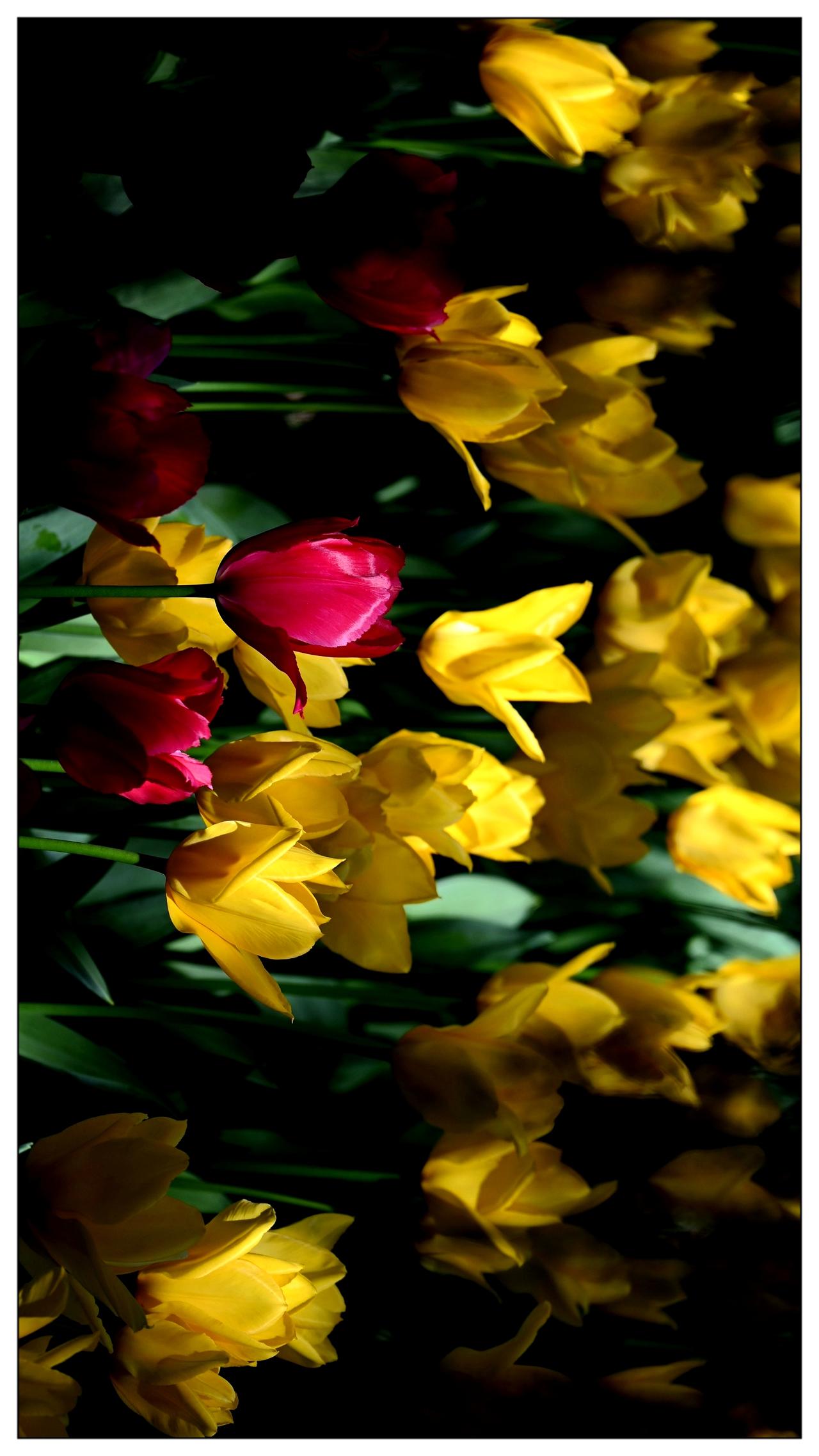 中山公园郁金香花海