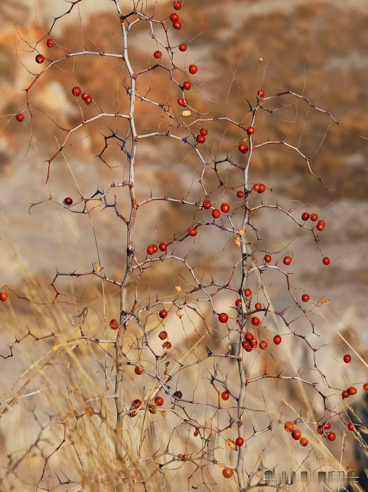 朔风凛冽雪漫山，
万物萧瑟尽失颜。
独有酸枣枝头立，
几颗红珠映寒天。

不畏霜