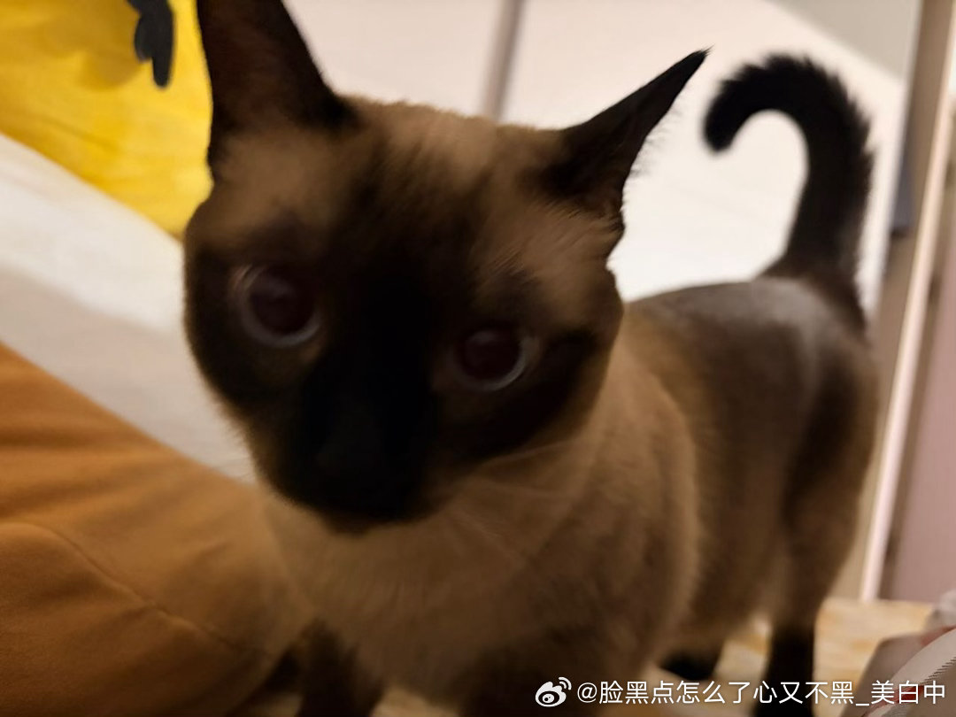 4109只黑脸打扰人睡觉 