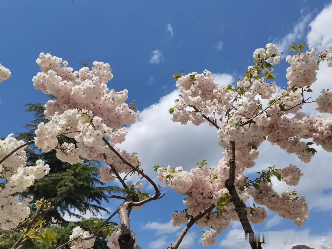 春日生活打卡季人间最美四月天，樱花似锦，牡丹花盛开，空气中弥漫着淡淡的花香。