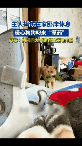 “解释不清了！”浙江，一男子摔伤在家养伤，家里的土狗见主人卧床不起，竟从外面​​