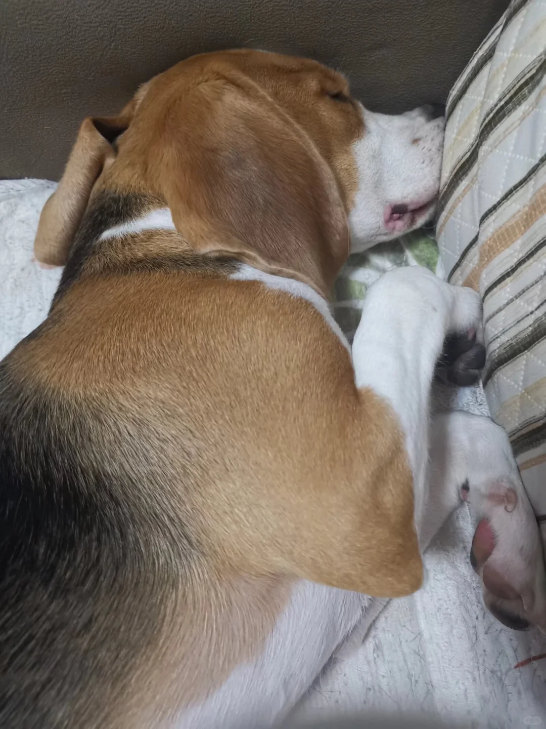 这狗睡觉睡到鼻子都足扁了