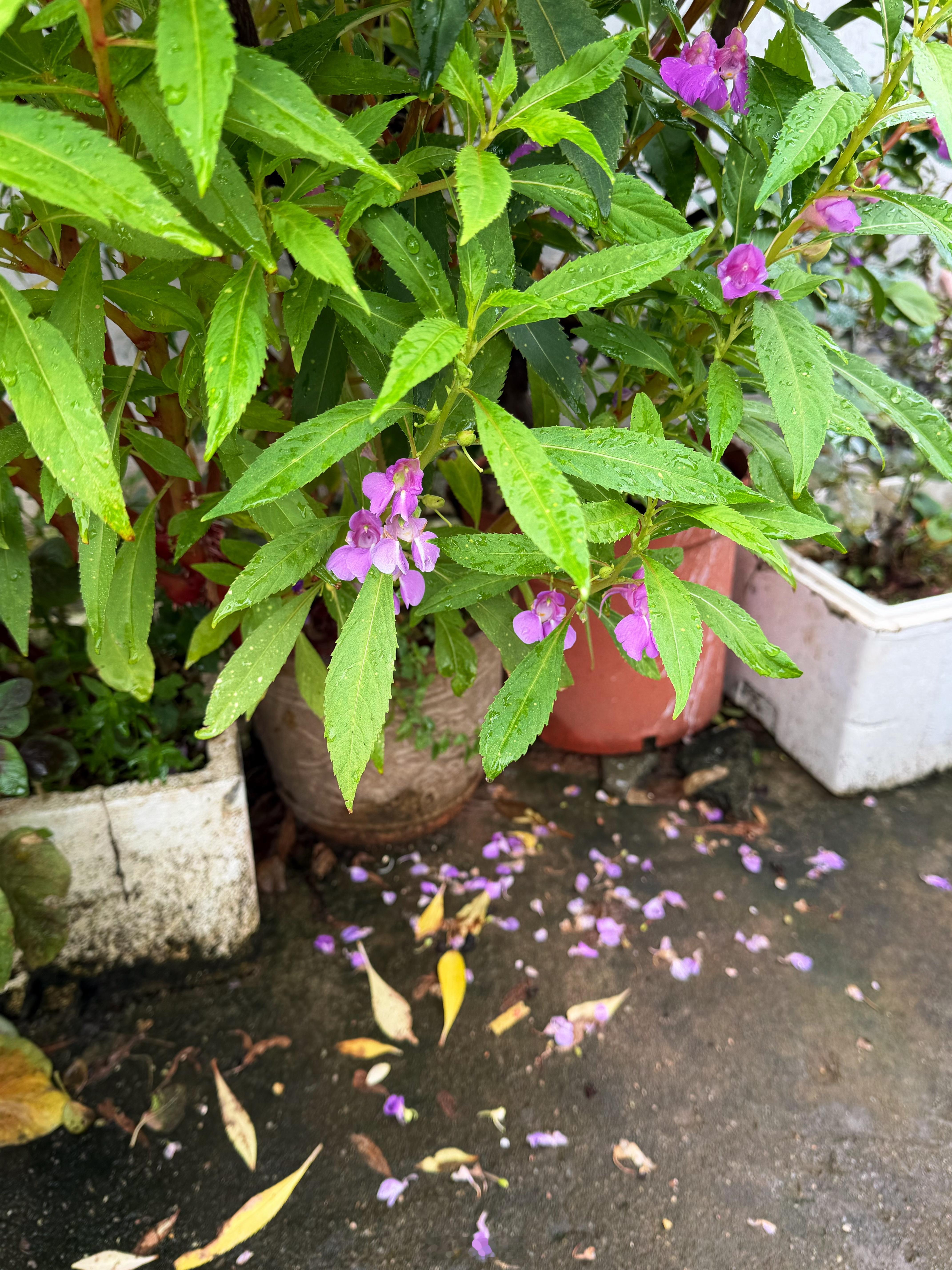 深圳的雨我恨你……一下下几个月我的花儿都被狂风暴雨打掉完了赔我！！！！！！ 