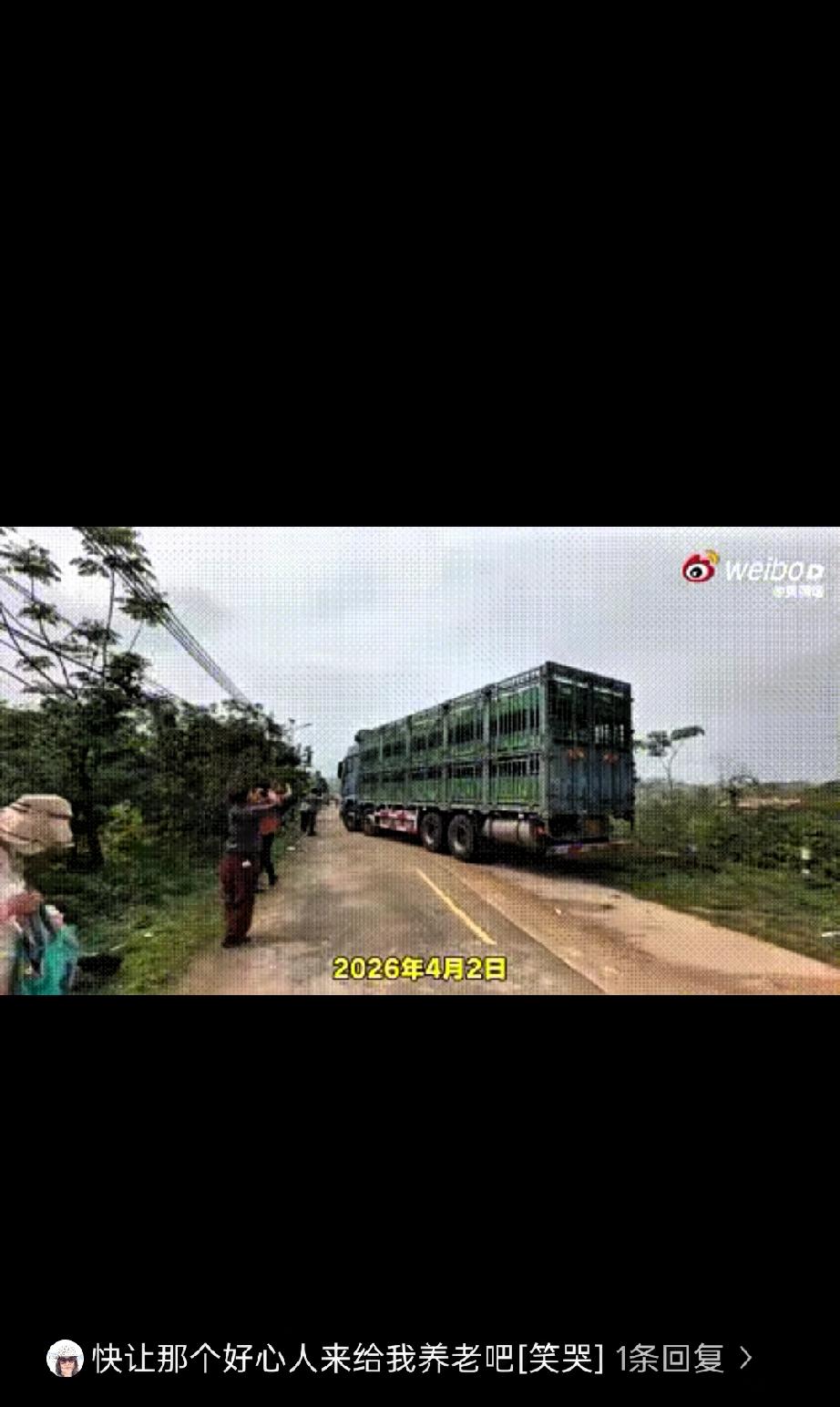 “真是闻所未闻！”辽宁一女子，联合朋友花了58万元，从广东茂名一屠宰场解救了19