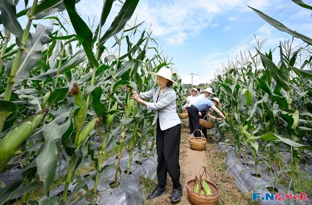 福州市委书记下田地掰玉米冲上热搜，网友：多运动比在办公室吹空调强！

这件事发生