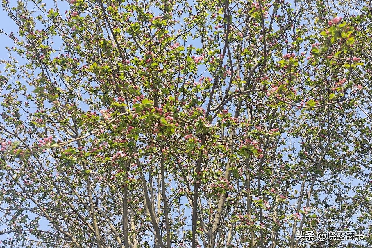 语无伦次的一次直播，我对着镜头哭了！

这几天，我心情很不好。

写了那么多文章