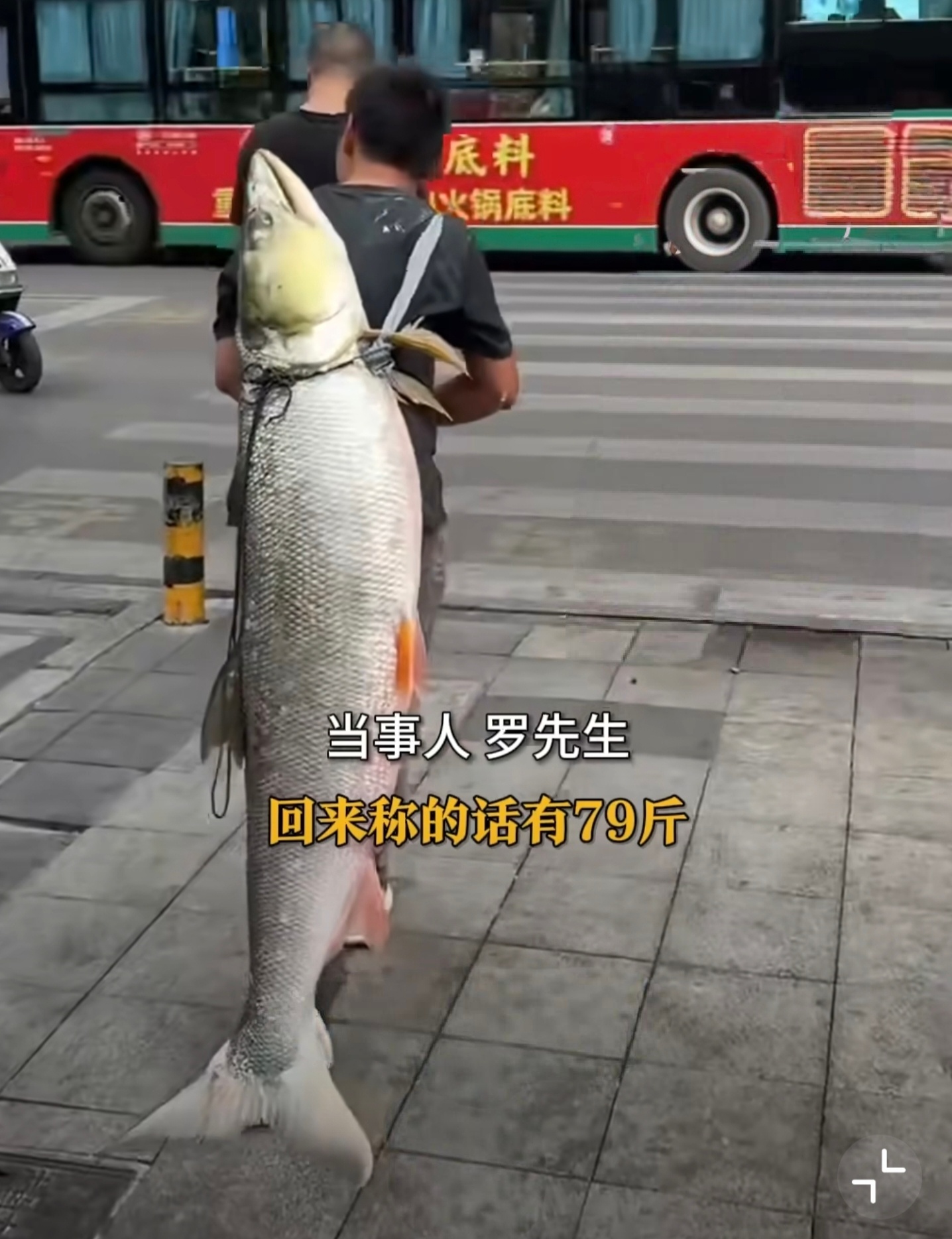 男子钓上79斤大鱼上街显摆20分钟才20分钟？？？这要是我买个大喇叭借辆三轮车能