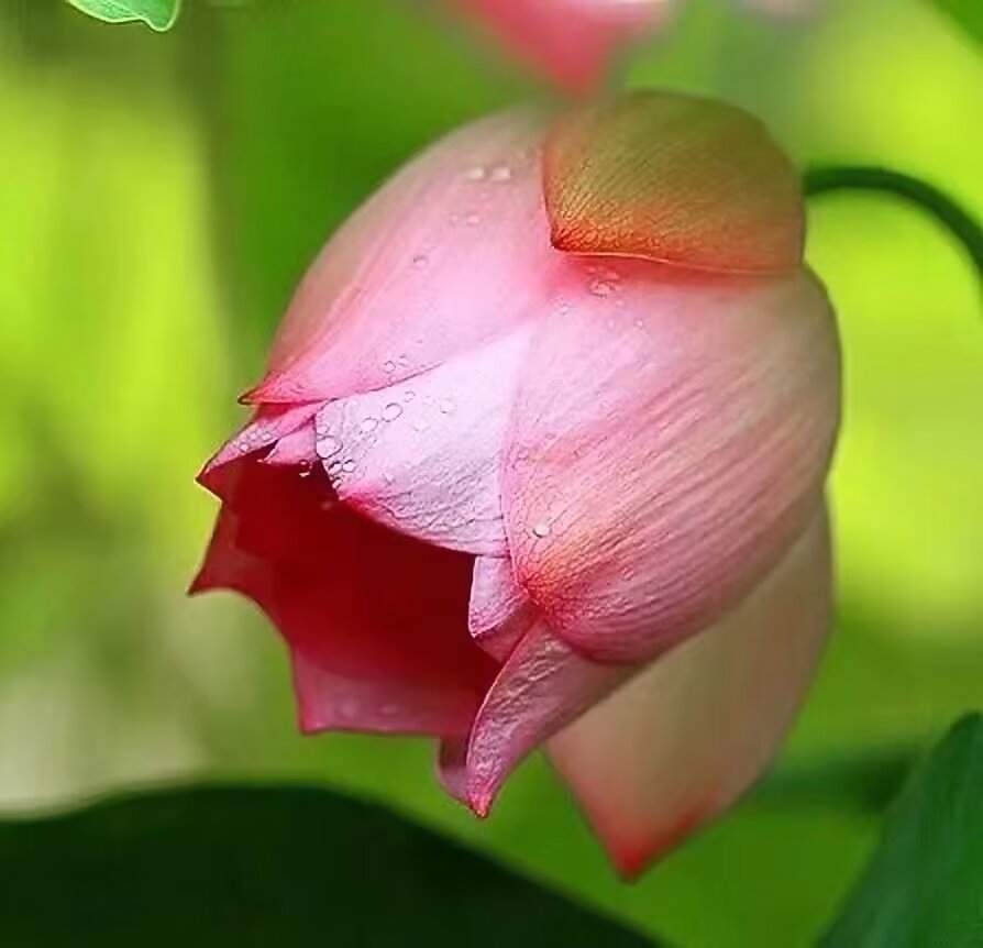 不称职的外援影响的不仅仅是球队的分数，更影响球队的整体士气和竞技状态！