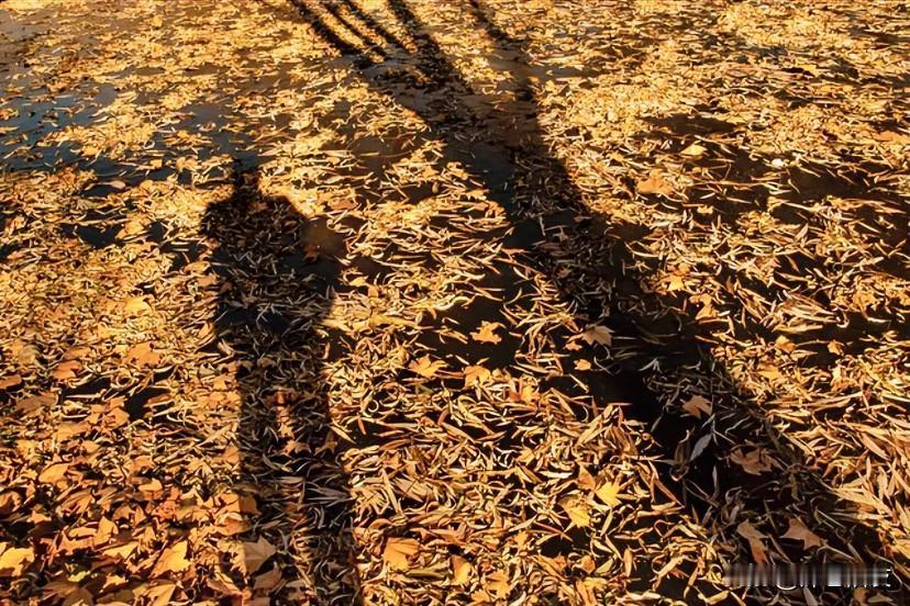 余华在《在细雨里呼喊》写到：“我不再装模作样地拥有很多朋友，而是回到了孤单之中，