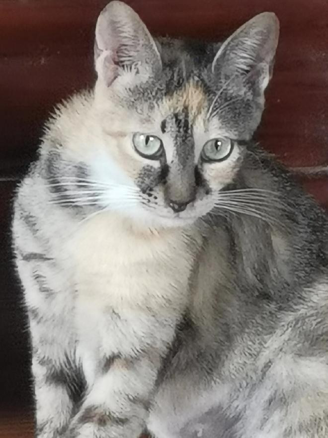 请用你家猫咪的眼神照片打败我这是我收留的戴帽猫第六天