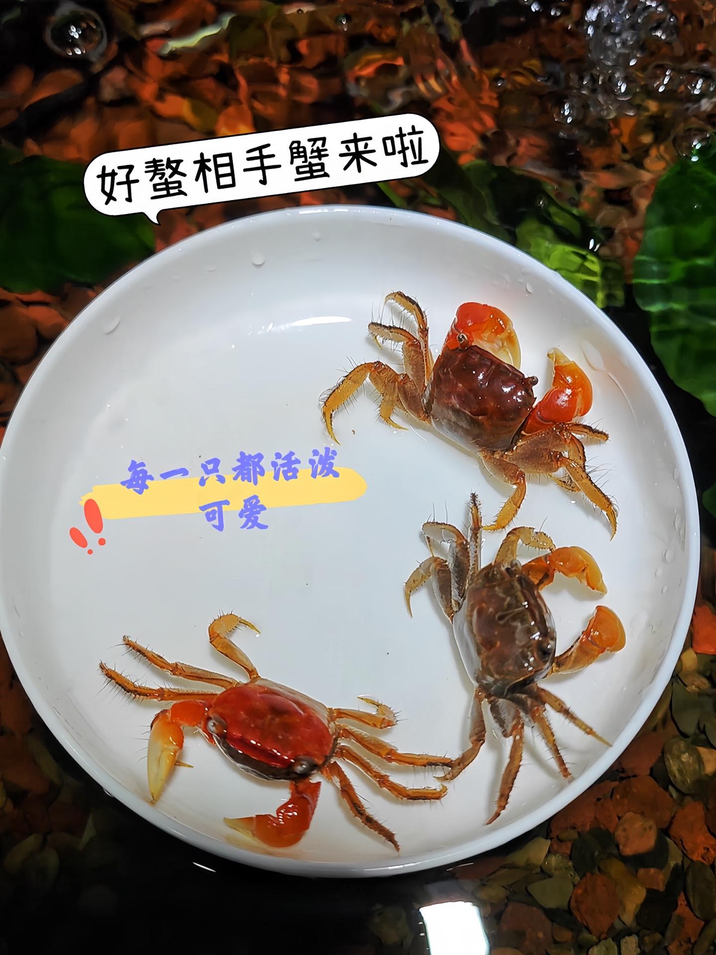 想要鱼缸颜值与趣味双提升？相手蟹来帮忙！它独特的外形与有趣的“横行”姿...