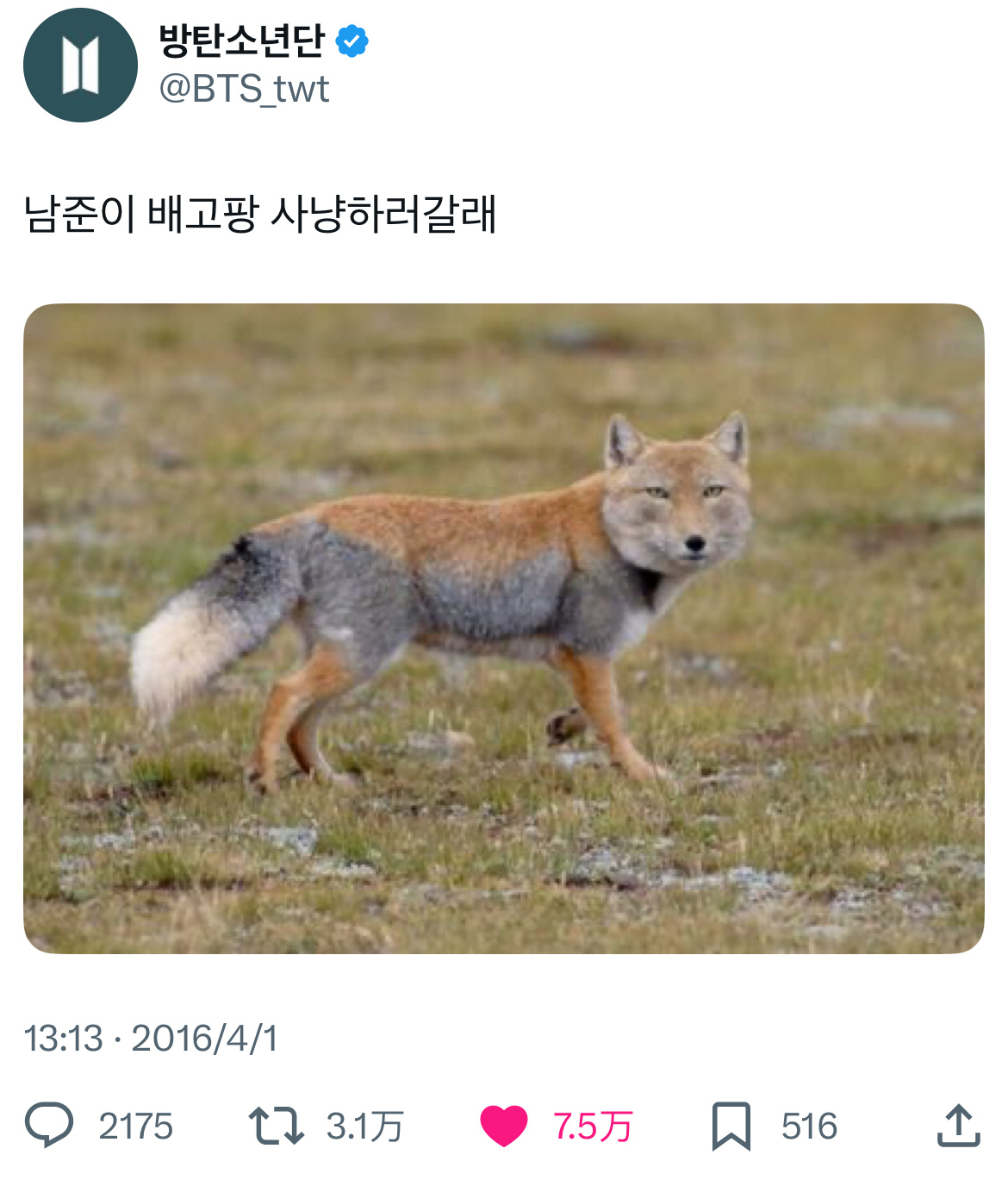 一年一度的愚人节官咖（20160401）🐨：南俊尼好饿 我要去打猎真的是看一次