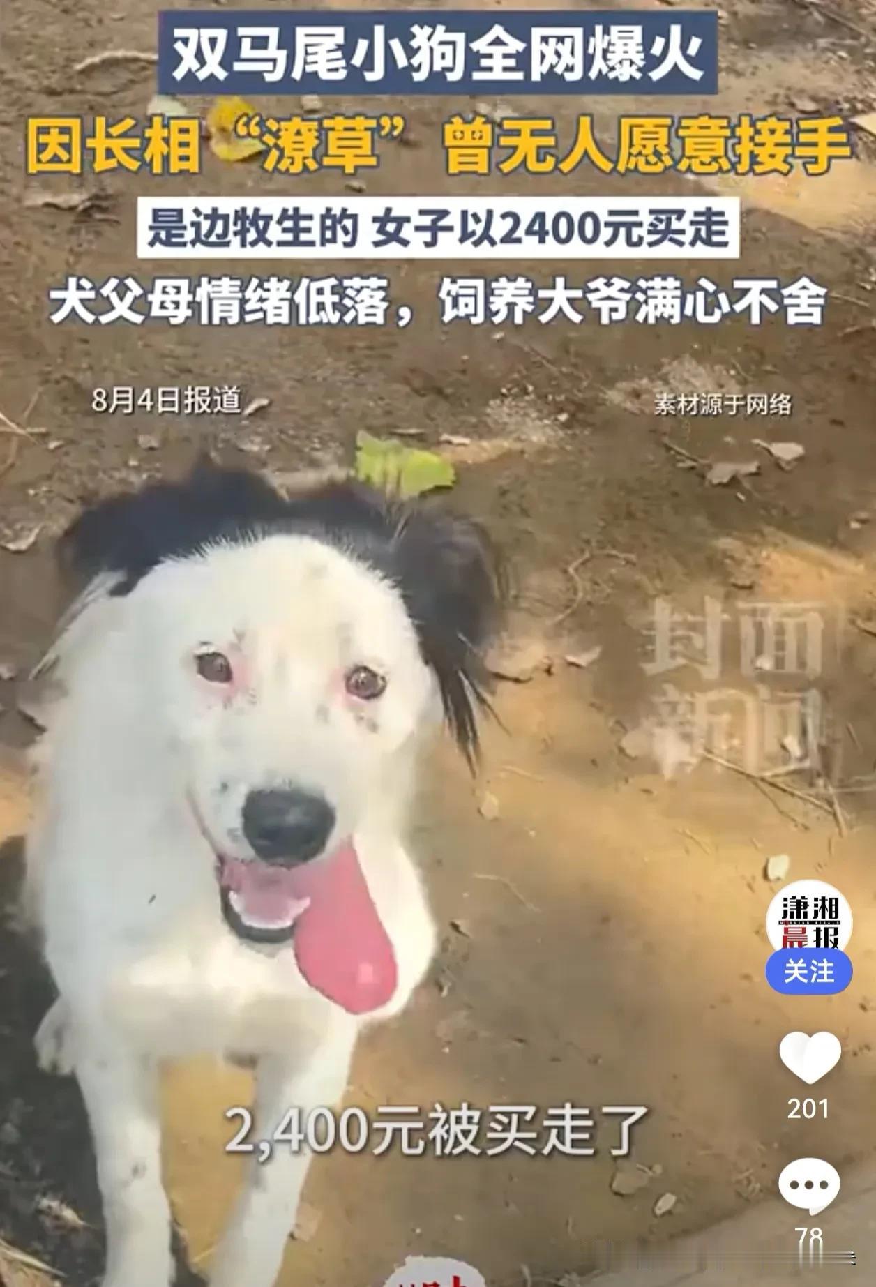 全网“倒数第一漂亮”双马尾小狗花花被2400元买走，背后故事看哭网友

它被戏称