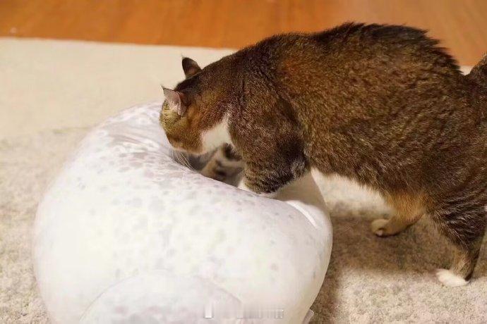 给猫咪买了海豹抱枕之后，猫猫趴在上面的表情逐渐豹化 ​​​