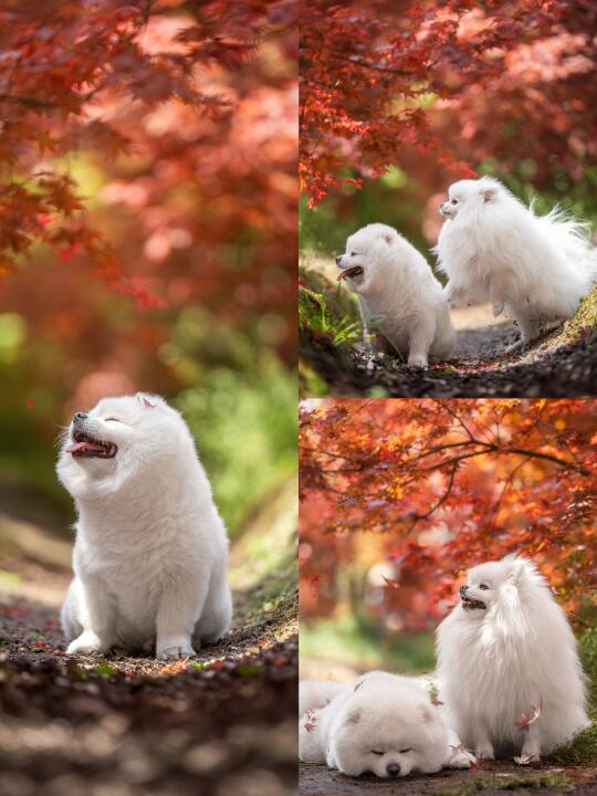 是谁在成都的春天里找到了秋天