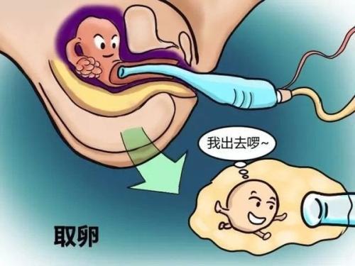 #健康真探社#【试管婴儿对身体健康影响到底有多大？】虽然曾经有家属问过医生试管对