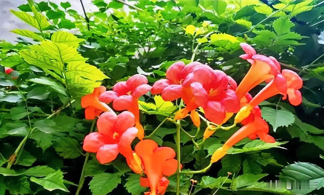 能否分享一张你拍的花卉照片