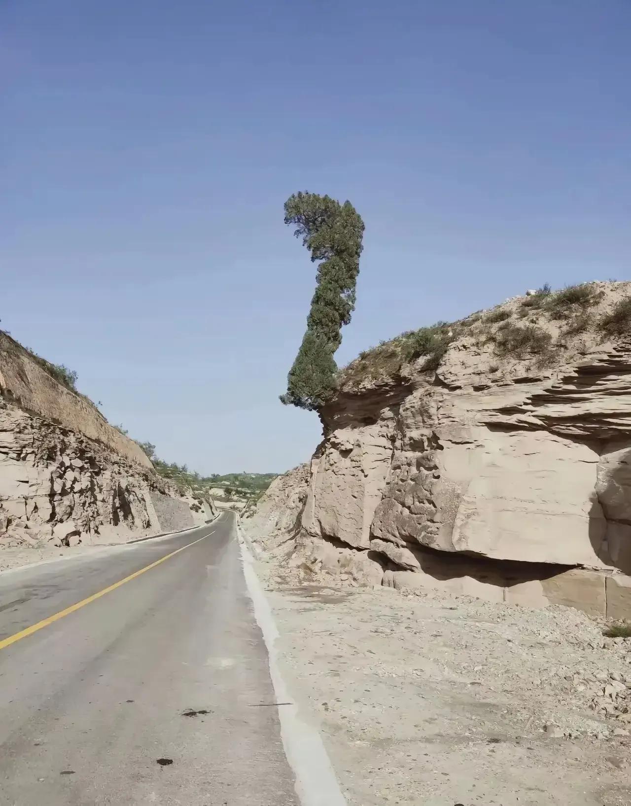 看看这图片，
我喜欢这样“路漫漫”的意境，
我也赞叹种子的力量。
悬石崖上一棵松