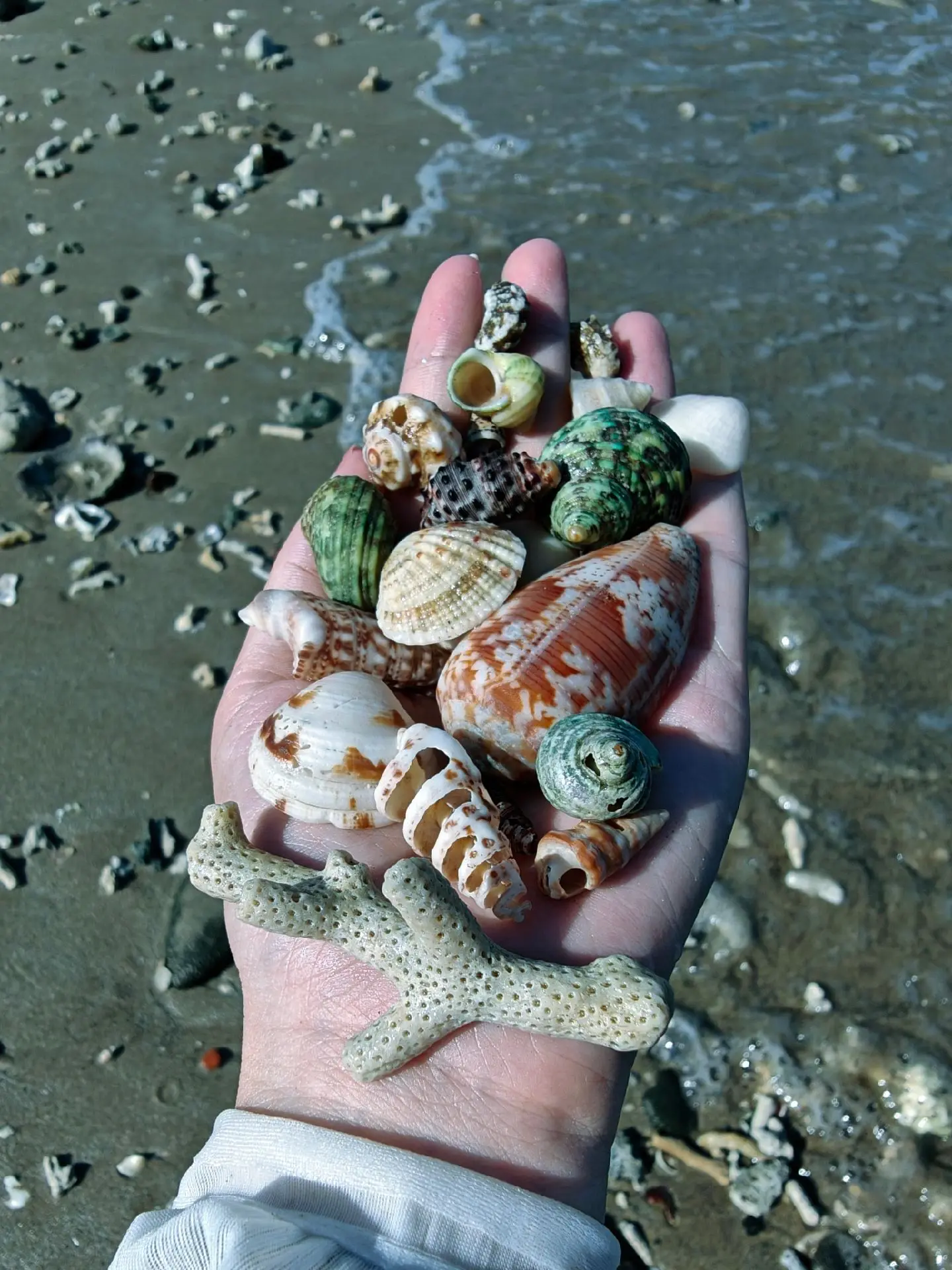 空军是不可能空军的，捡回去养🐟海滩拾趣