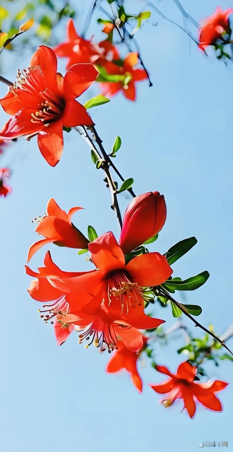 随手拍的的公园花草今天逛公园，随手拍了好多花草，美到失语！🤣🤣🤣🌹🌹?