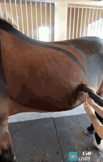 突然觉得自己不配做牛马了！