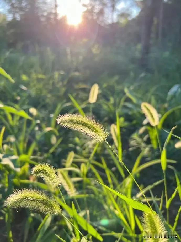 密谋

文//白雨

七月，风很难集结成群
突破重围流亡至森林的
极少数，像信使