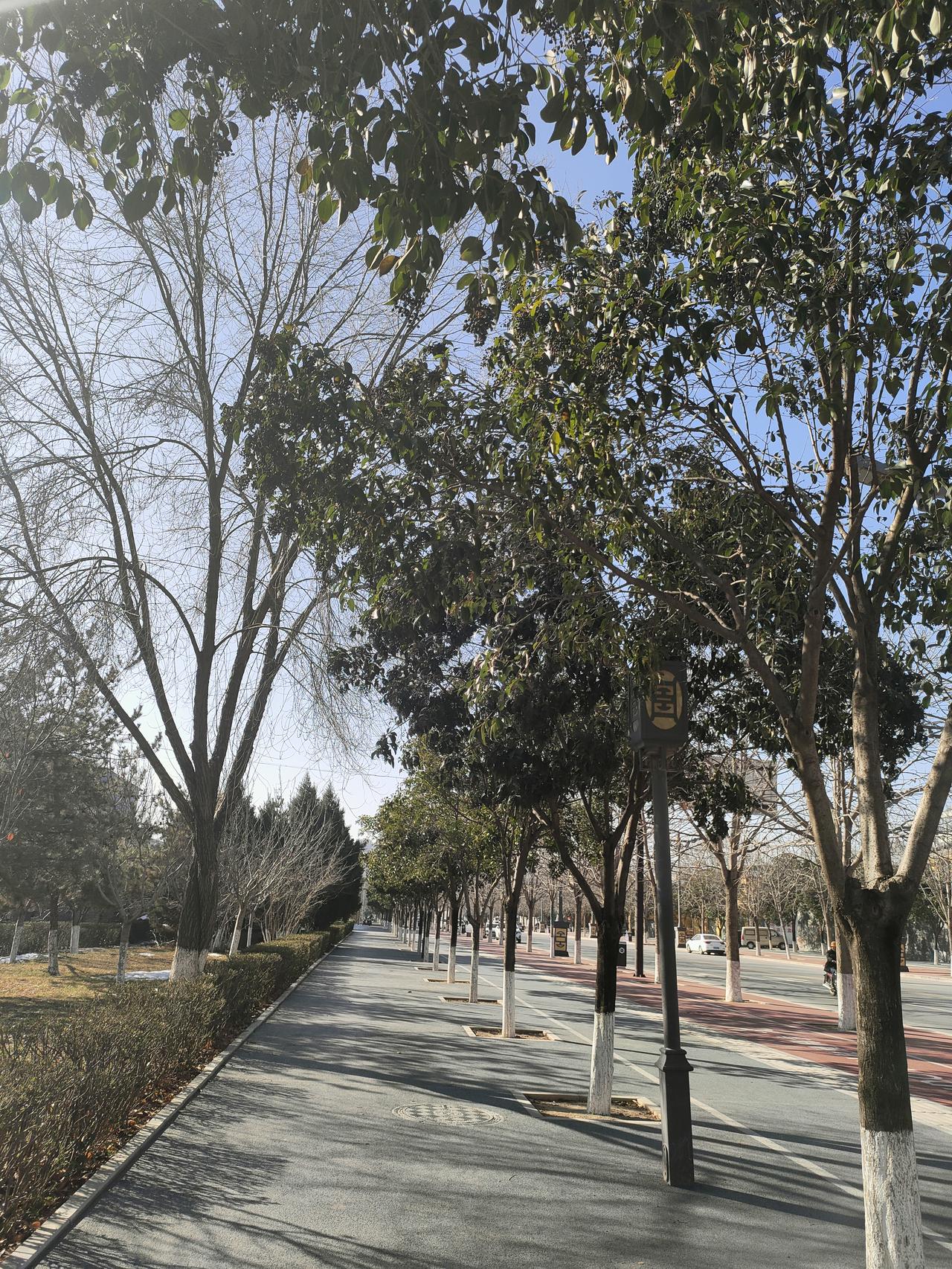 树影把步道织成碎银的网，晴朗的风穿过枝叶，抖落满路关于“安宁”的絮语。
☀️ 蓝