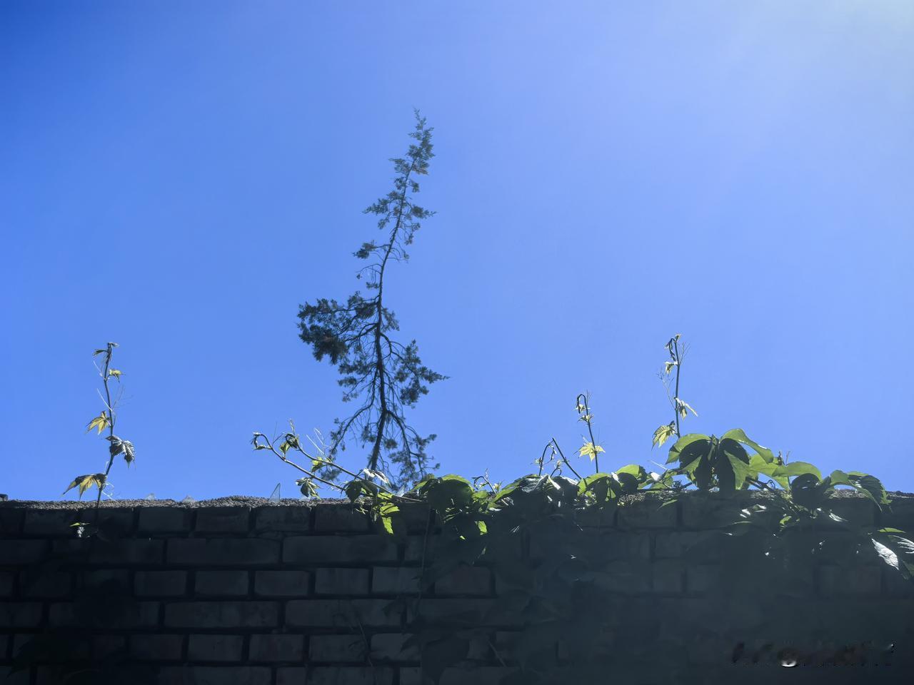 墙头草，不偏不倚，挺拔向上！
