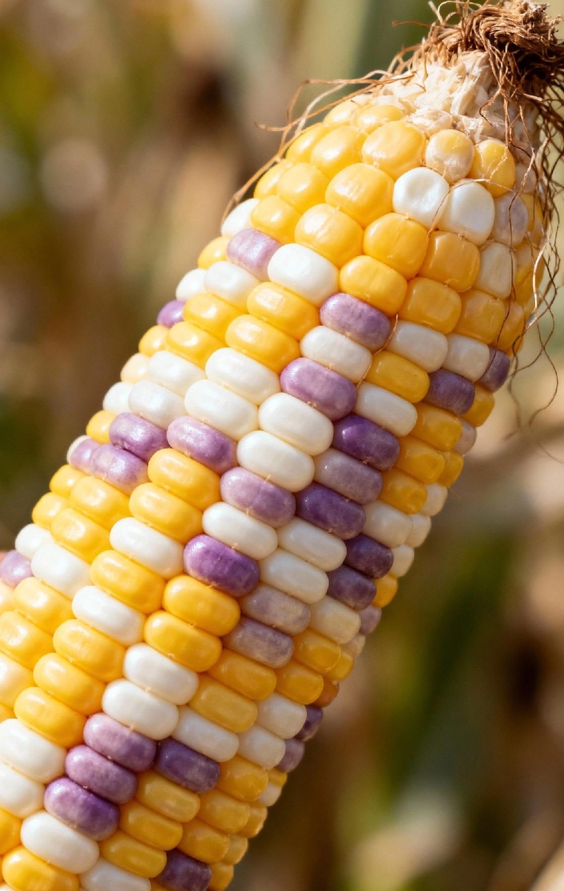 包谷，
玉米可以食用的，所以是粮食的一直
谷：是大部分粮食的统称

然而，玉米的