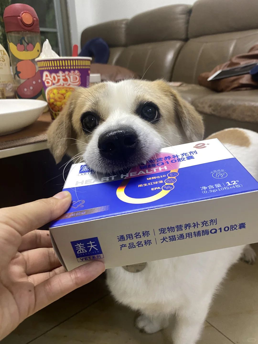 头一回感受到狗狗辅酶Q10的威力！