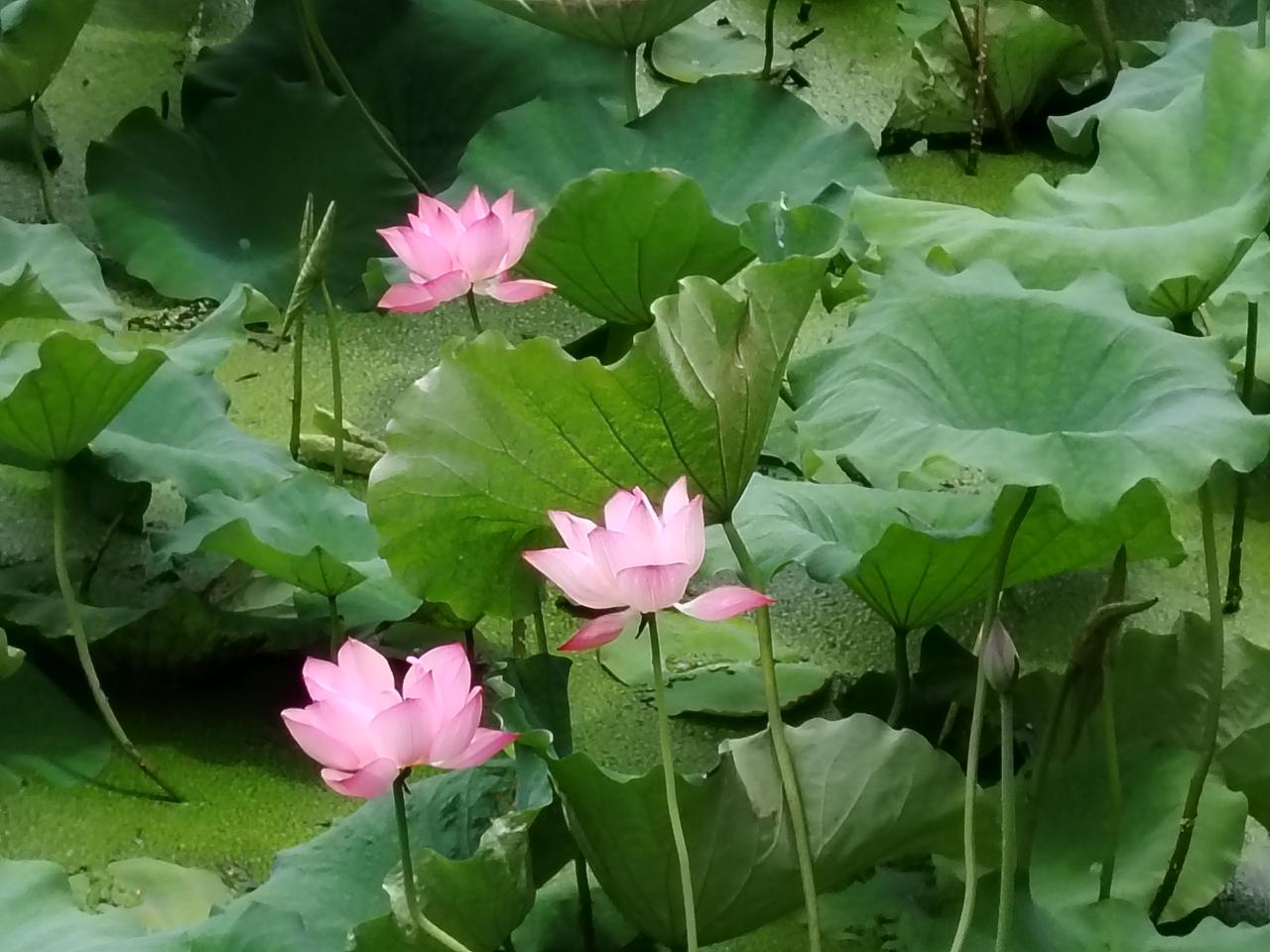 荷花美
2026年7月28日拍摄于武汉东湖