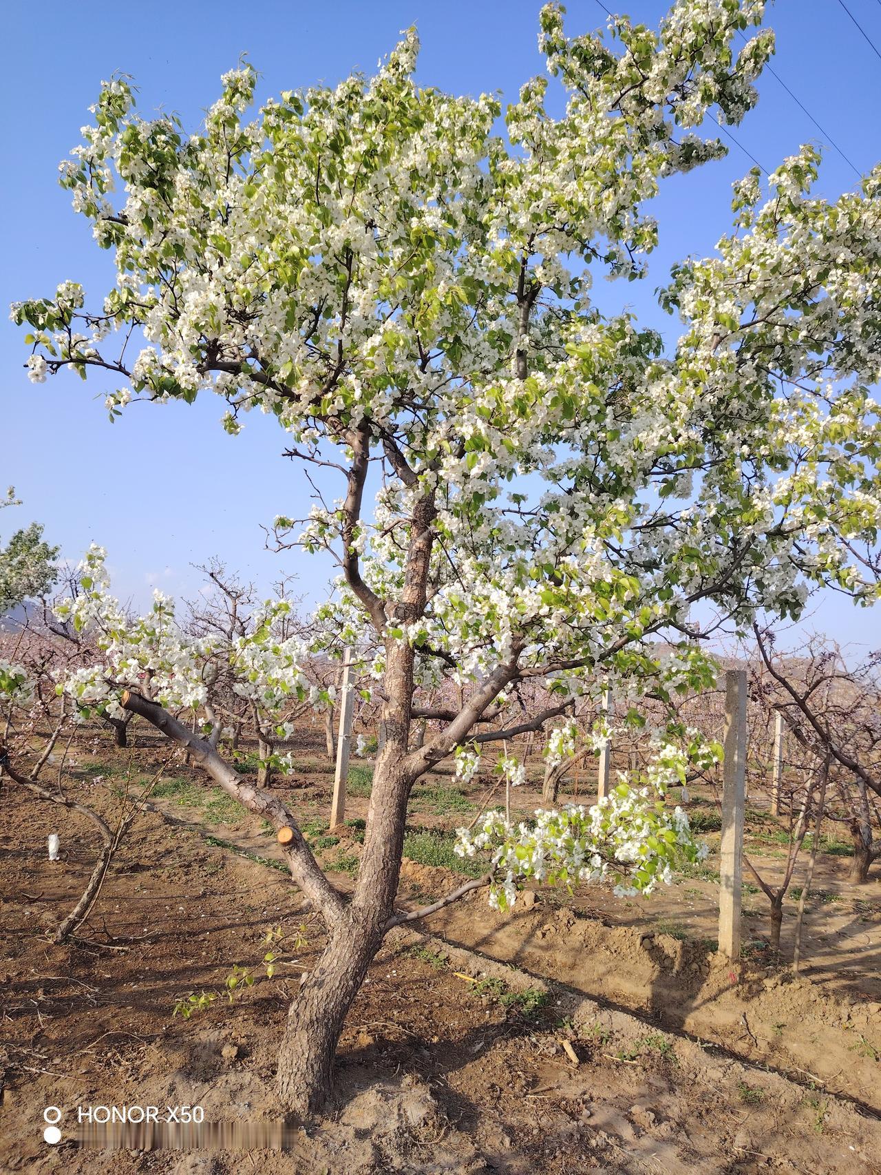 春日花海，繁花似锦，尽在果园间。