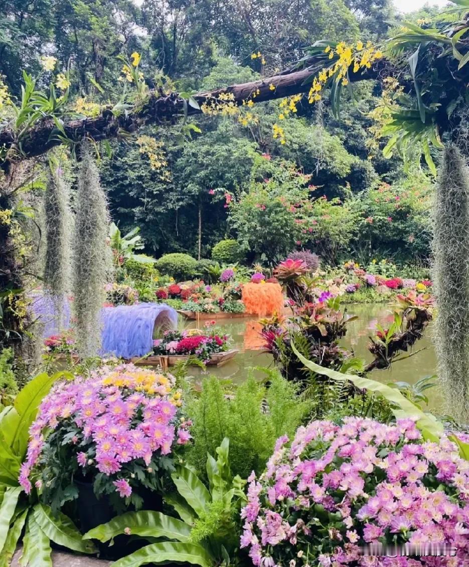 在深圳太难了一会看这一会看那，刚看完莲花山花展。这又要秋季花展，还有东湖菊花展，