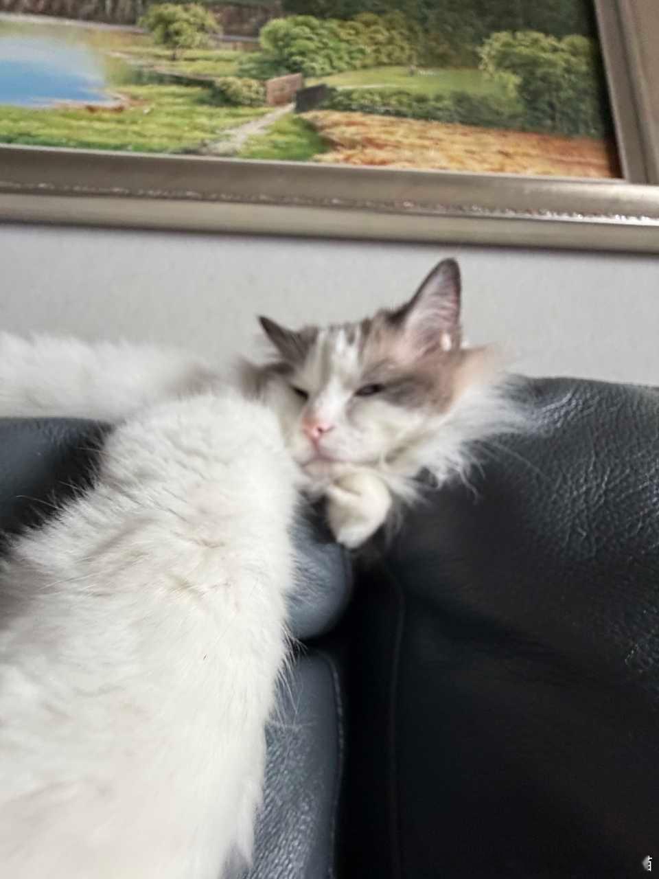 50106【丑猫】睥睨中 