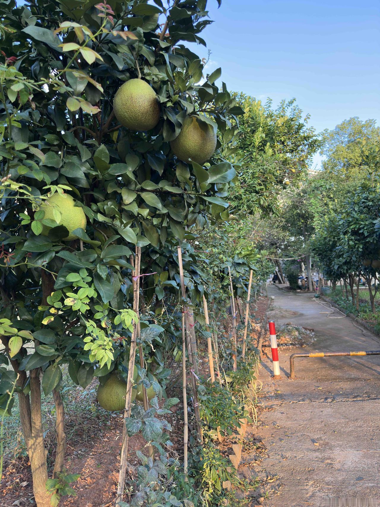 午睡一觉醒来，都3:00多了，赶紧戴上遮阳帽，抄公园近路去探望在医院康养科二老，