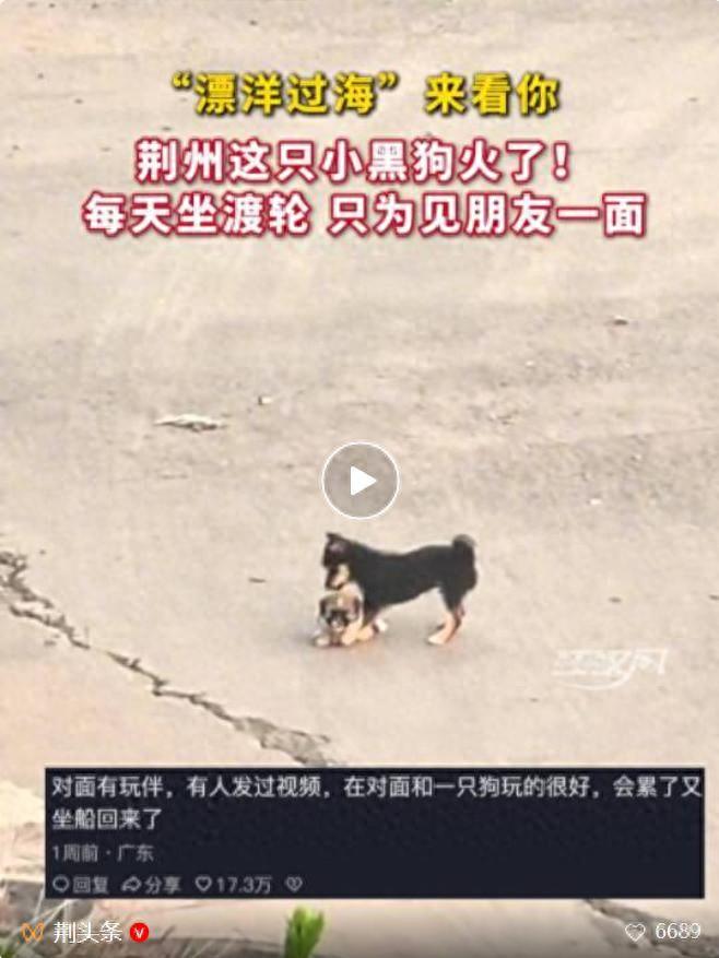 近日，湖北荆州的轮渡线路上，出现了一位特殊的固定乘客，一只小黑狗。它每天准点出现
