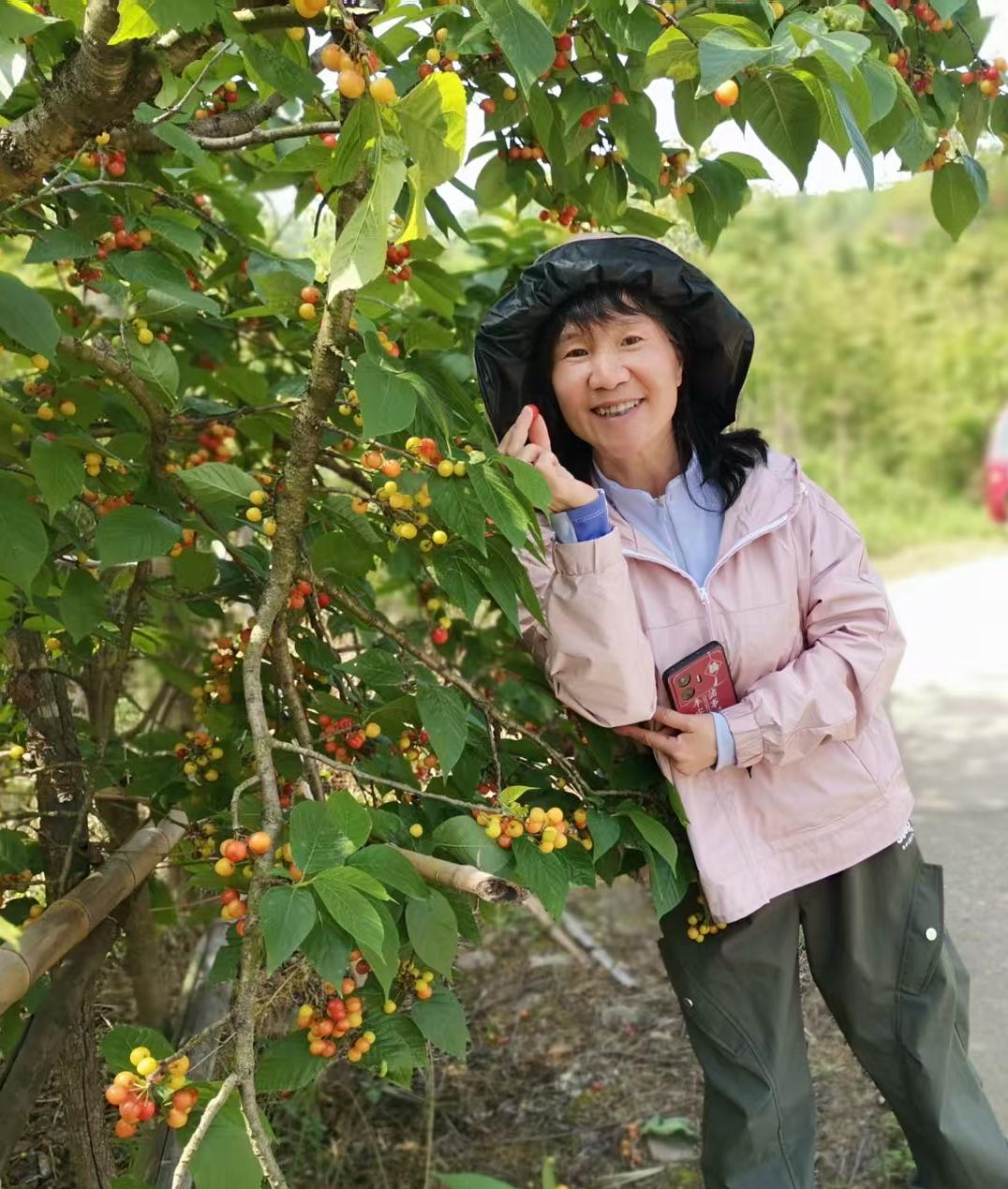 盼了一年🍒“樱桃”终于红啦！2026“相约樱桃红·悠然见南漳”南漳樱桃采摘季助